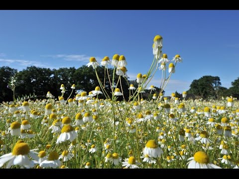 Video: Wie Man Eine Gartenkamille Mit Großen Blüten Anbaut