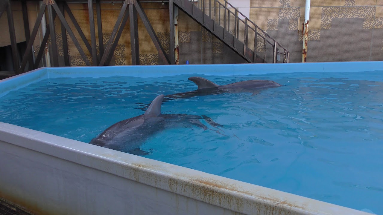 Dolphin (Suma Aqualife Park, Hyogo, Japan) December 21, 2018 - YouTube