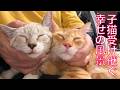 次世代の子猫姉弟、受け継ぐ幸せの風景 Sleeping next to my kitties