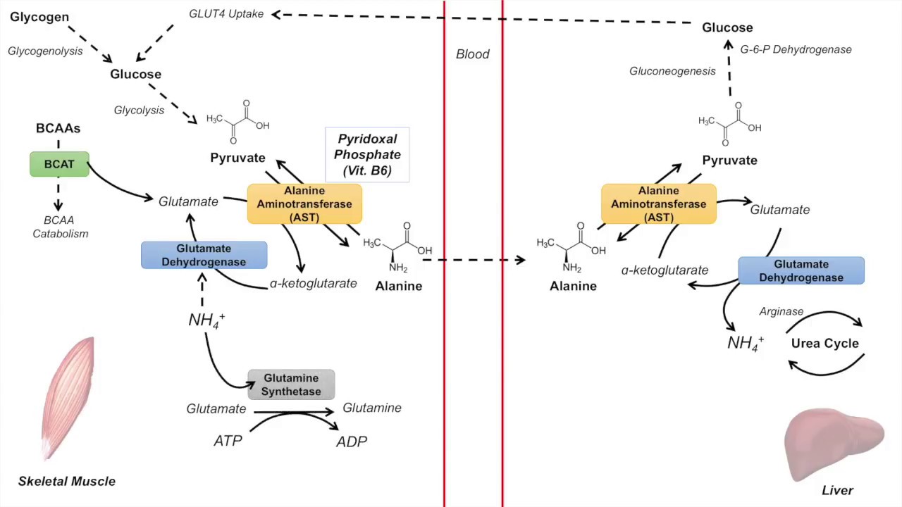 Glucose Alanine Cycle Cahill Cycle Nitrogenous Waste Transport And Glucose Alanine Cycle Cahill Cycle Nitrogenous Waste Transport And