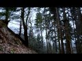 2 hours  windy woods sleepy forest sounds white noise asmr