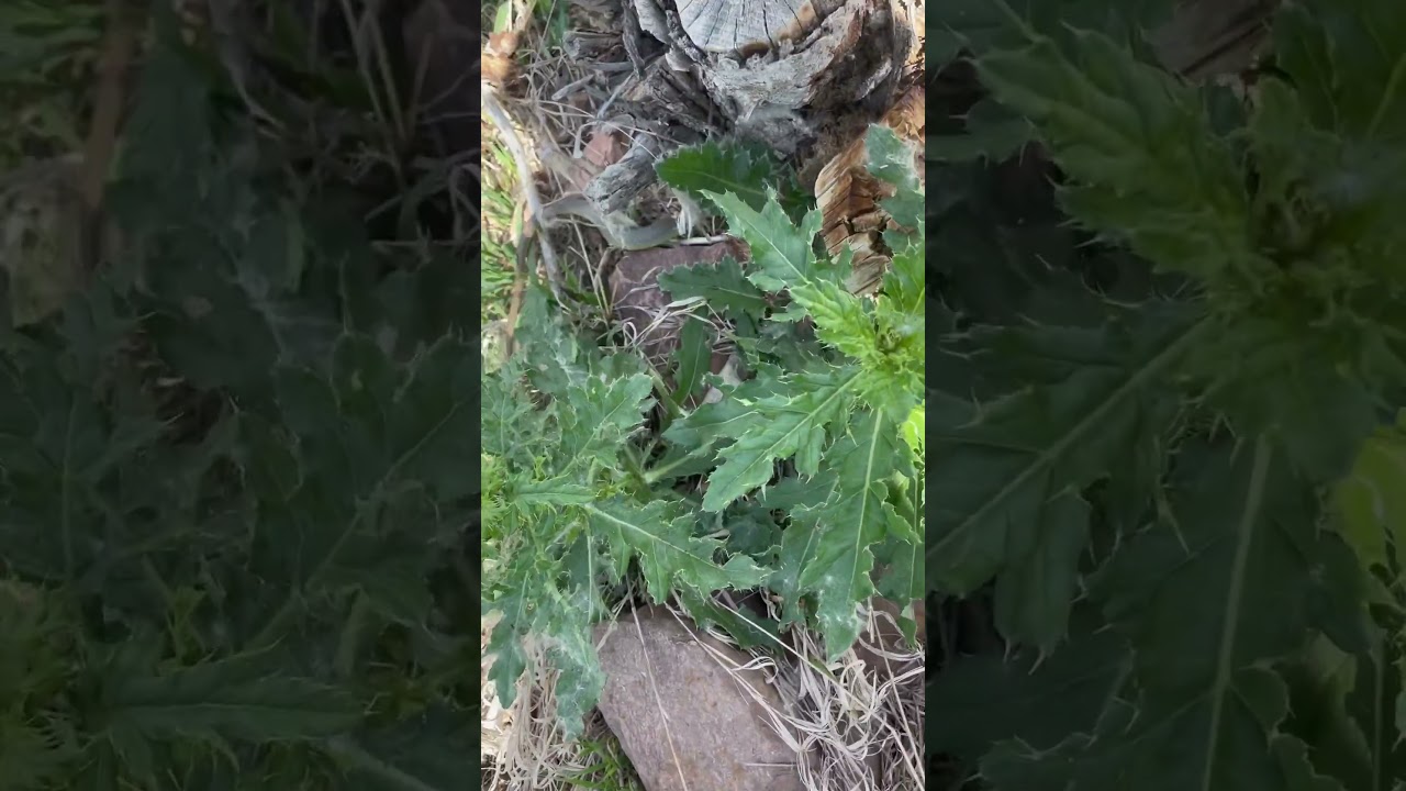 5th snake of the day with 