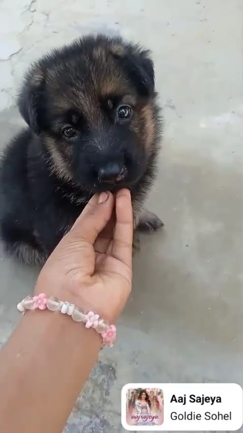 🐕🐕🐕🐕 - YouTube