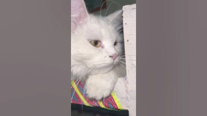 Video 2988181: white persian cat, cat blue eyes, cat golden eyes