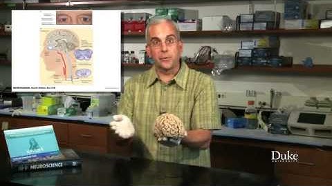 E-Üniversite: Medical Neuroscience with Leonard E  White