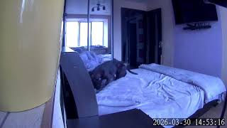 Roxy staffy #dog #stafordshirebullterrier #funny #pets #puppy #memes #humor #ukraine 