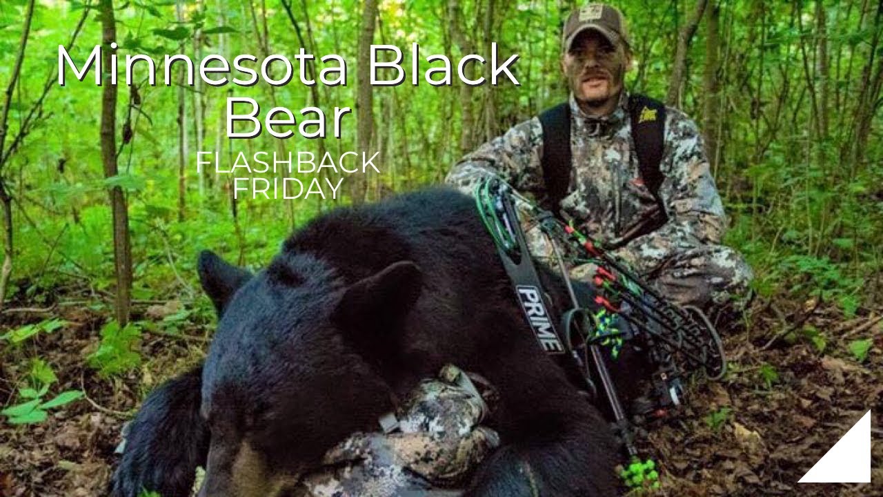 Minnesota Black Bear Hunt YouTube minnesota-black-bear-hunt-youtube