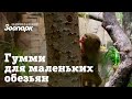 Гумми для самых маленьких обезьян