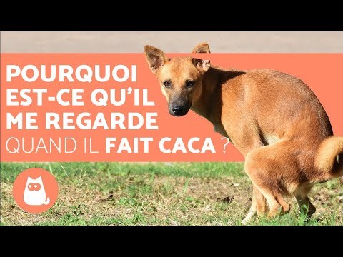 Vidéo: Pourquoi les chiens et les chats ne peuvent-ils pas manger la même nourriture?