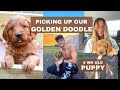 WE GOT A PUPPY | Golden doodle !!!!