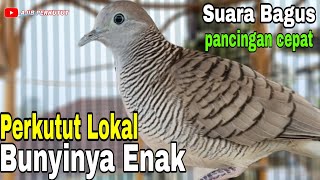 Download Lagu Perkutut Lokal Gacor Anti Ribet bikin gacor perkutut lokal, sekali coba di jamin bunyi‼️ MP3