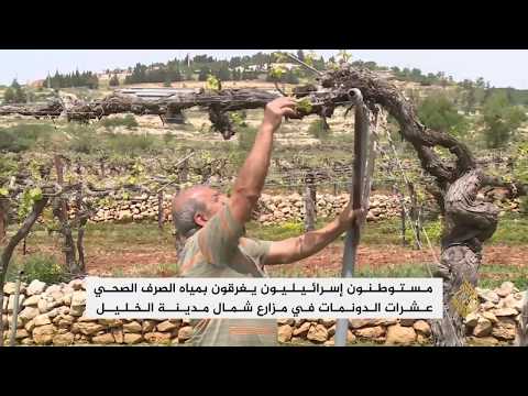 المستوطنون يغرقون مزارع الفلسطينيين بمياه الصرف الصحي