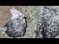 Cockatiel chick updates #birds #breedingpair