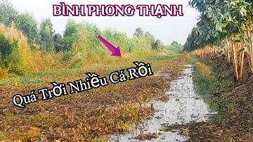 Câu Cá Rô Đồng Ở Ao Lục Bình Bỏ Hoang, Không Ngờ Trúng Đậm @SangHuynhVlog