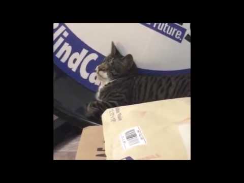 special needs animals for adoption near me Boxes, Q&A & Mini Tour 6/4/2016 6:30 pm