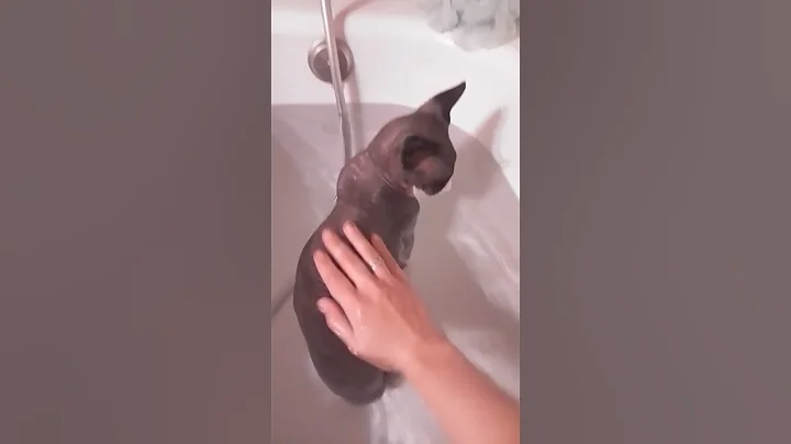 Video 7984151: cat pets cute animals, cat pets happy