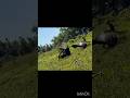 Плавный и идеальный выстрел по индейке #shorts #shortsviral #shortsfeed #turkey #hunting