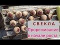 Свекла. Прореживание и пересадка ростков свеклы | Про Сад с Любовью