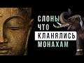 Буддийские Притчи | О смерти, лени и морали | Дхаммапада (Аудиокнига)