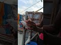 Kabutar ka baccha ka video #shorts #ytshots #youtubeshort #rvlogmix #pigeon #trending