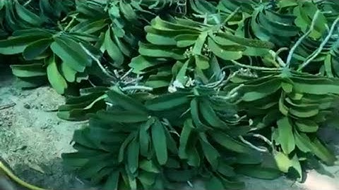 lan ngọc điểm rừng bóc trụ giá rẻ. tối 26/3 sđt 0987157820 zalo 0987157820 đai Trâu rừng, lan Rừng