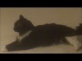 Kitty & the Vocoders!!!