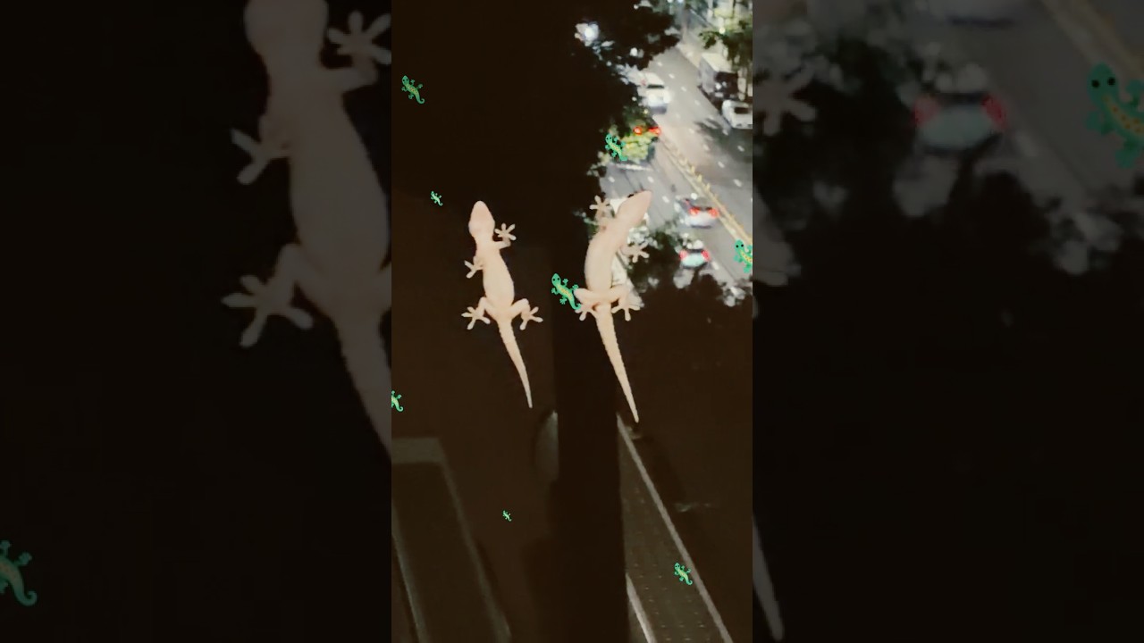 TWO Geckos on the Window!! 🦎 Thailand Night