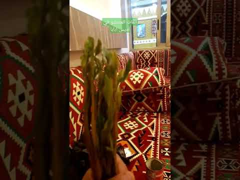 احسن انواع القات في اديس أبابا قات متتشو في سياحة أديس أبابا