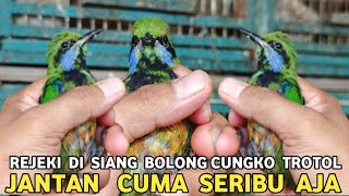 REJEKI TAK TERDUGA !!! DAPET CAK CUNGKO JANTAN CUMA SERIBU DI PASAR BURUNG PRAMUKA 