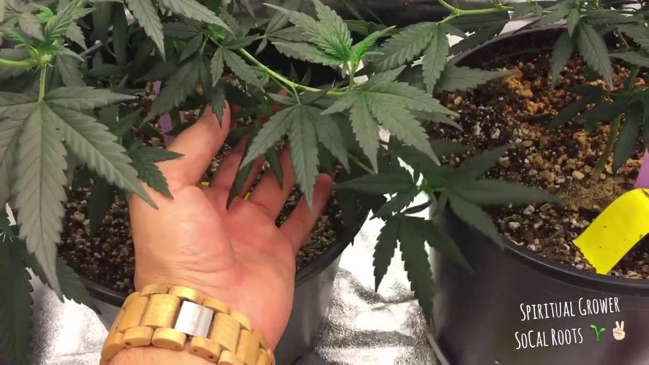 Cfl Grow Tent Week 1 Flowering Cheesecake