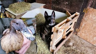 Barn ICU Build _ Duck Attacked? // Whitt Acres