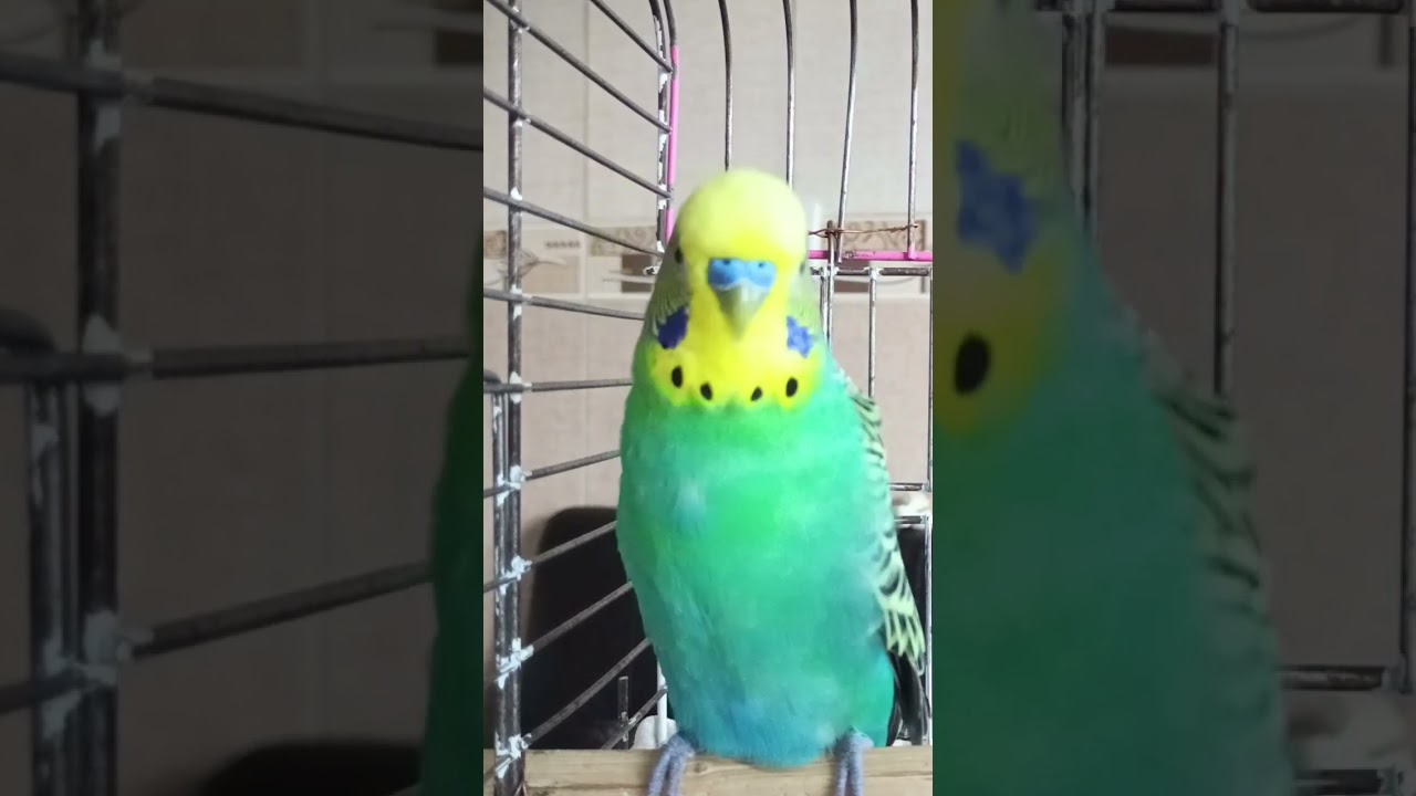 Mutlu Cıvıltı #birds #talkingparot #budgies #parakeet #parrot #lovebirds #birdsong #muhabbetkuşu