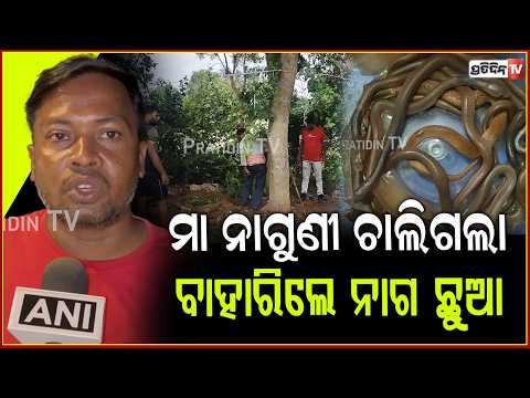 ବେଲ ଗଛ ମୂଳରେ ମା ନାଗୁଣୀ , ଅଣ୍ଡାରୁ ବାହାରିଲେ ୩୦ ନାଗ ଛୁଆ l  30 baby cobras rescued  ,Mayurbhanj