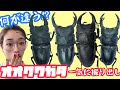 【羽化】国産オオクワガタを一気に掘り出していく💪産地ごとにどんな形の違いがあるか観察してみよう👀
