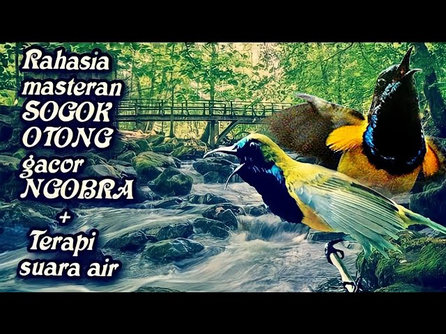 Rahasia masteran Sogok Otong gacor NGOBRA + terapi suara air class=