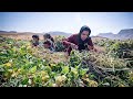 A Journey to Self-Sufficiency on the Bean Farm: Resilient Mother and Children