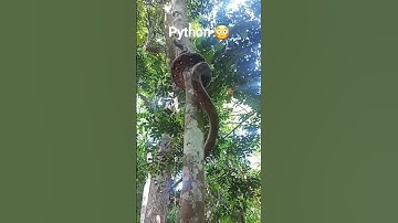 Big Python Climbs tree