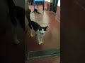 Cat Want Food #catvideos#cats#cat#kitten#kittenlove#animallife#animalshorts#catshorts#sleep#cats