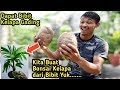 CARA MEMBUAT BONSAI KELAPA GADING DARI AWAL UNTUK PEMULA