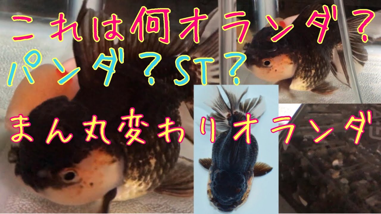 パンダオランダ？ショートテールオランダ？とにかくかわいい変わり