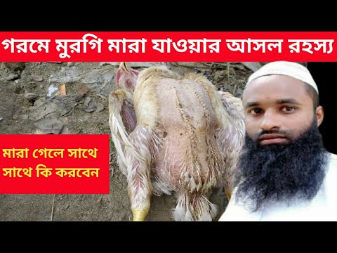 ভিডিও: মুরগি গলে যাওয়া পর্যন্ত কতক্ষণ?