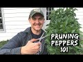 Pruning Peppers = Stronger Plants to Double & Triple Production