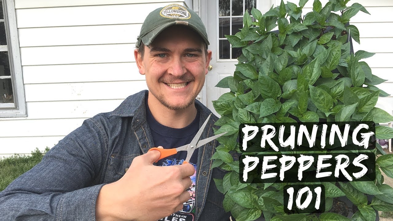 Pruning Peppers = Stronger Plants to Double & Triple Production - YouTube