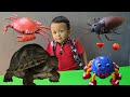 Mainan Kecoa, Laba-Laba, Kura-kura dan Kepiting - Belajar Warna & Berhitung - Animal Toys