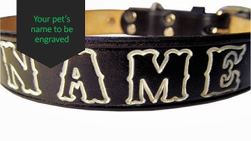 Black 1 inch wide Leather Dog Collar Description with Nameplate Tag