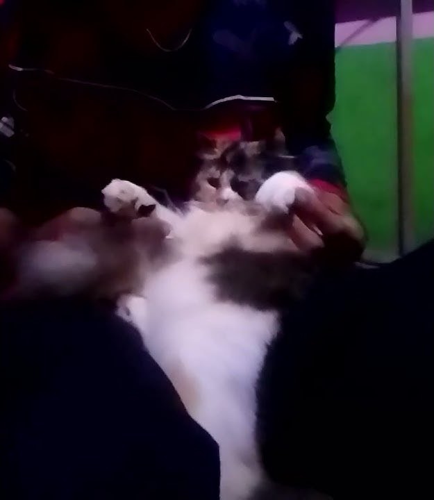 Jangan bunuh cintamu