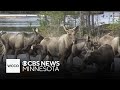 No commentary, no cuts: Sweden's moose river livestream captivates half a million people