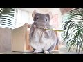 Chinchilla  the fluffiest pet  1 minute animals