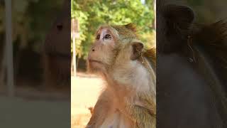 #monkey #cute #animals #funny