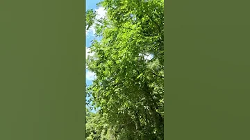 Peaceful Katy Trail 30 Min Virtual Ride Preview With Music Katy Nature Bike 